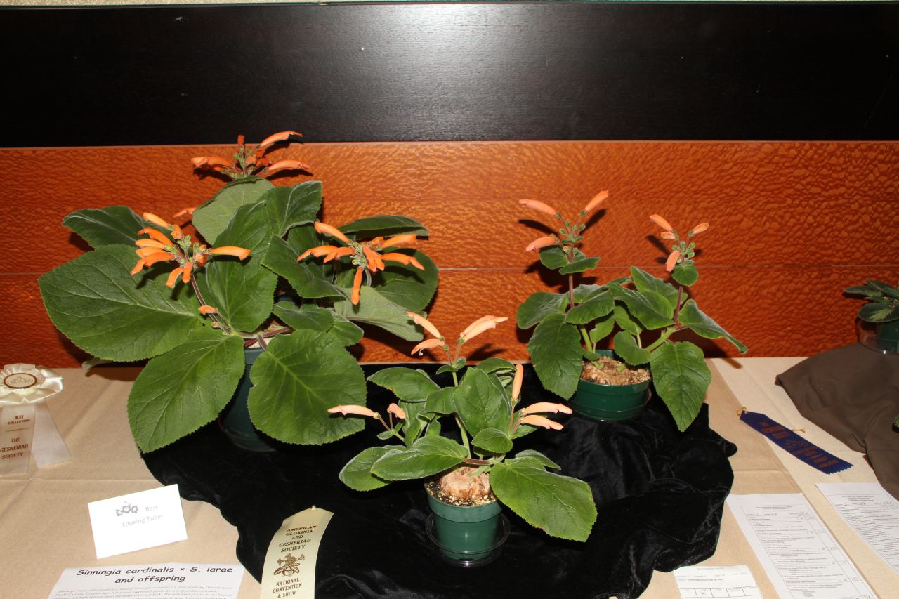 Best Tuber